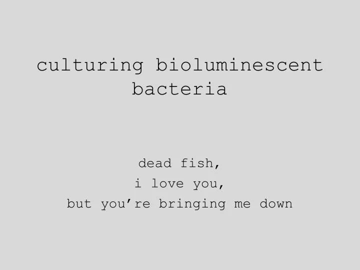 culturing bioluminescent bacteria