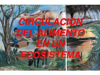 circulacion del alimento en un ecosistema