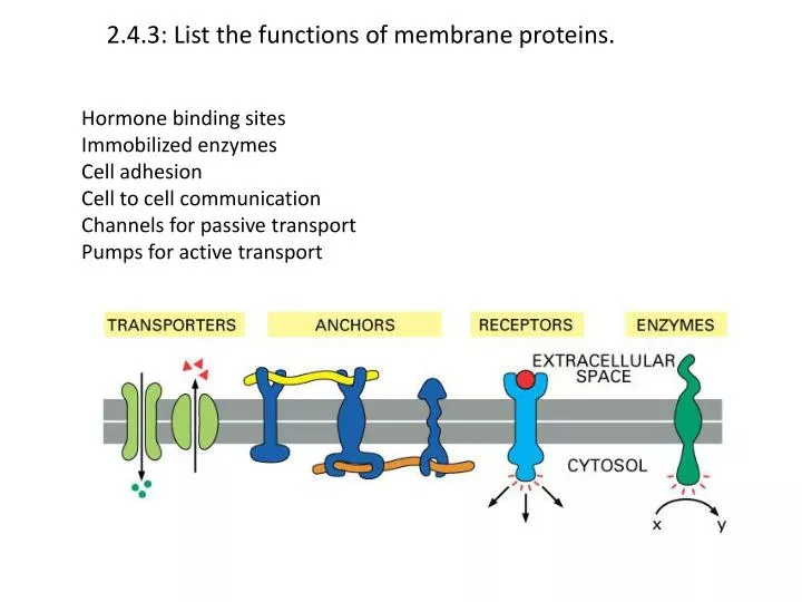 2 4 3 list the functions of membrane proteins