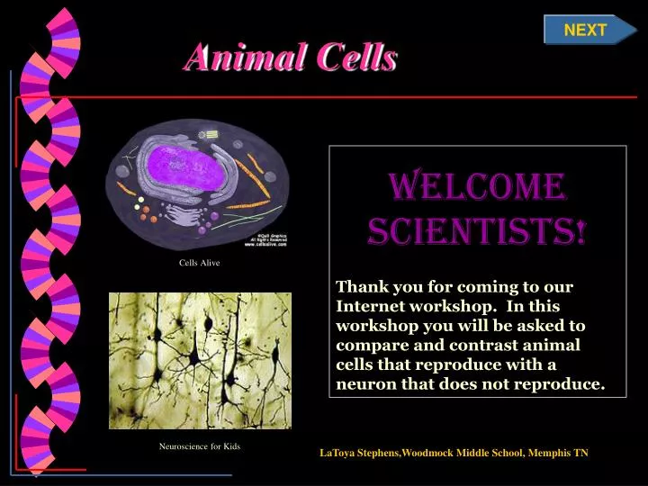 animal cells