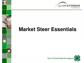 market steer essentials