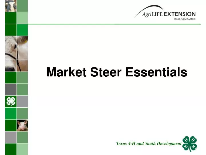 market steer essentials