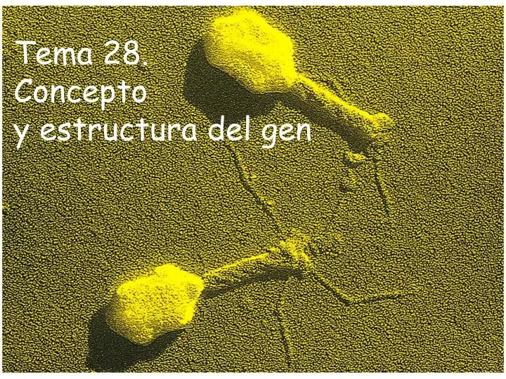 tema 28 concepto y estructura del gen