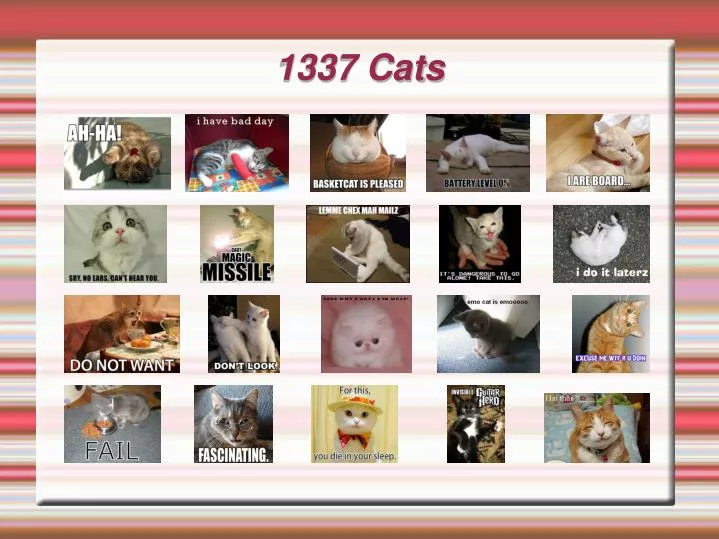 1337 cats