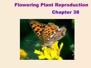 Flowering Plant Reproduction