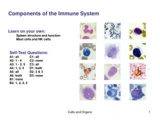 Components of the Immune System