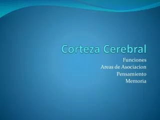 corteza cerebral