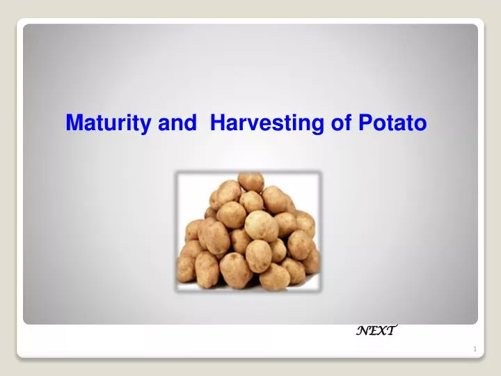maturity and harvesting of potato