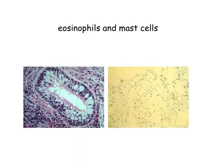 eosinophils and mast cells