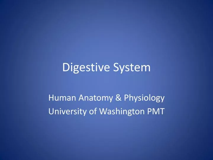 digestive system