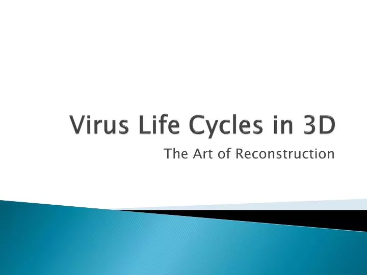 virus life cycles in 3d