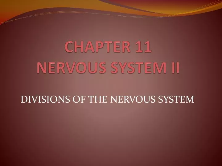 chapter 11 nervous system ii