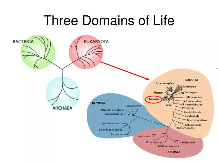three domains of life