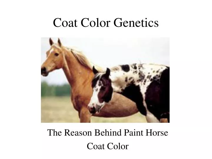 coat color genetics
