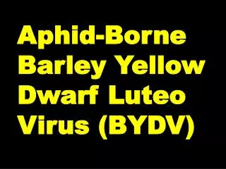 Aphid-Borne Barley Yellow Dwarf Luteo Virus (BYDV)