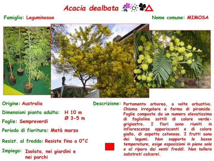 acacia dealbata