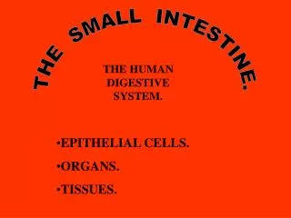 THE SMALL INTESTINE.