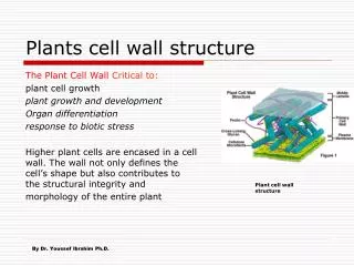 Plants cell wall structure