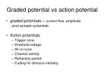 PPT - CARDIAC ACTION POTENTIAL PowerPoint Presentation, free download ...