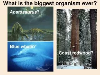 What is the biggest organism ever?