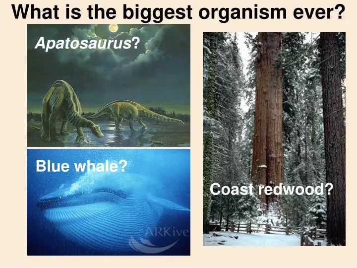 what is the biggest organism ever