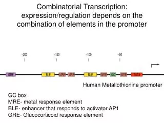 Combinatorial Transcription: expression/regulation depends on the combination of elements in the promoter