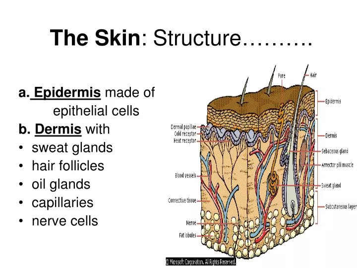 the skin structure