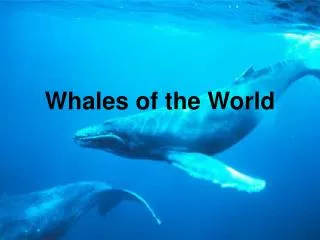 Whales of the World