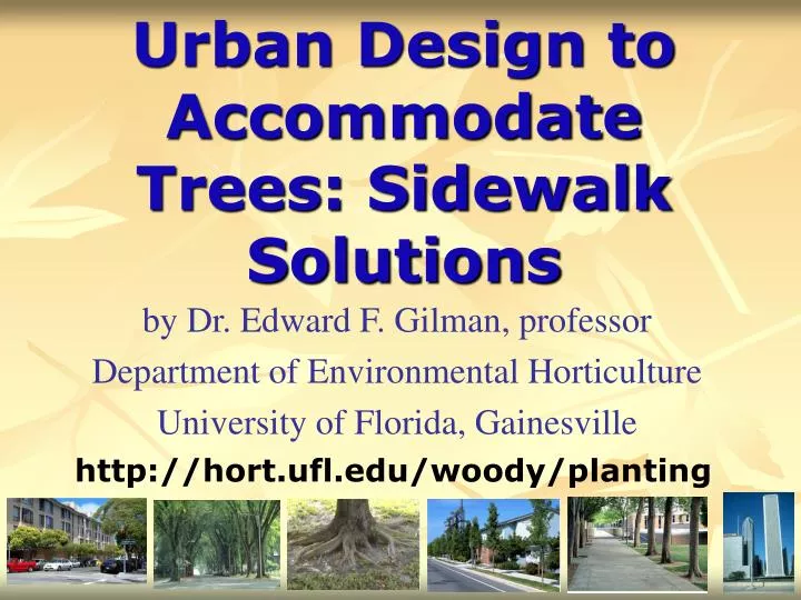 urban design to accommodate trees sidewalk solutions