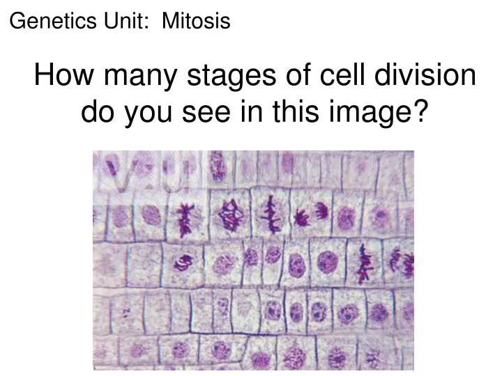 how many stages of cell division do you see in this image
