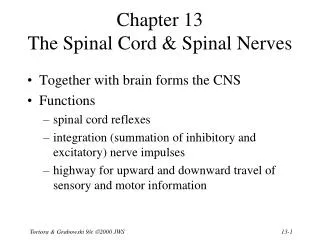 Chapter 13 The Spinal Cord &amp; Spinal Nerves