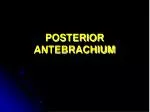 POSTERIOR ANTEBRACHIUM - slide 1
