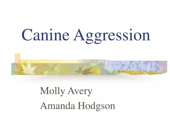 canine aggression
