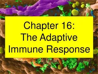 Chapter 16: The Adaptive Immune Response