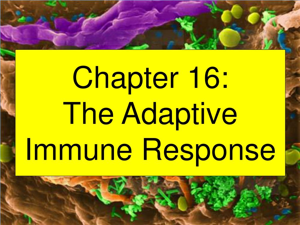 PPT - Chapter 16: The Adaptive Immune Response PowerPoint Presentation ...