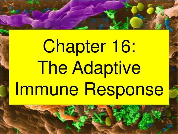 chapter 16 the adaptive immune response