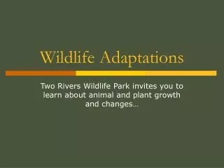 Wildlife Adaptations