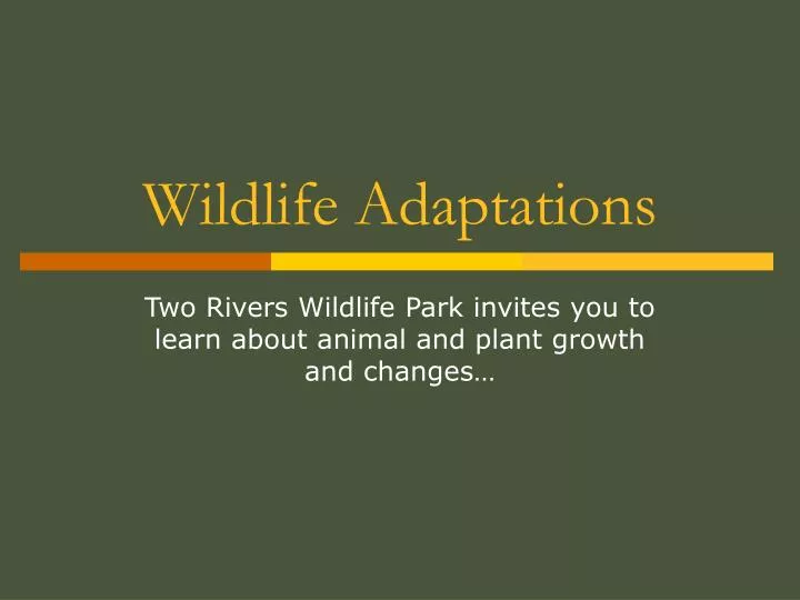 wildlife adaptations