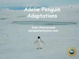 Jean Pennycook penguinscience.com