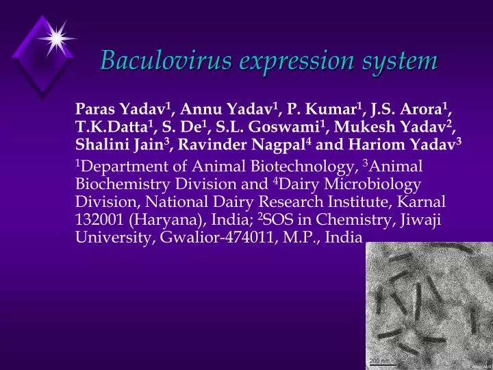 baculovirus expression system