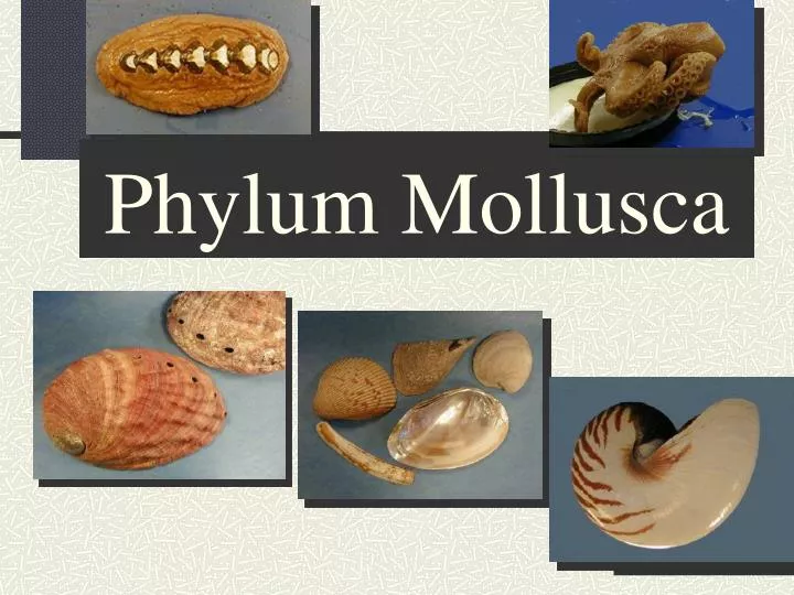 phylum mollusca