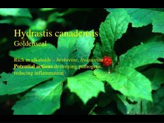 Hydrastis canadensis Goldenseal Rich in alkaloids – berberine, hydrastine Potential actions :destroying pathogens, red