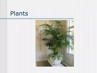 Plants