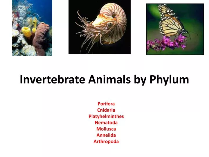 invertebrate animals by phylum