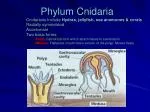 Phylum Cnidaria - slide 1