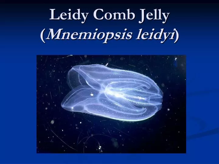 leidy comb jelly mnemiopsis leidyi
