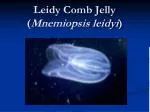 Leidy Comb Jelly ( Mnemiopsis leidyi ) - slide 1