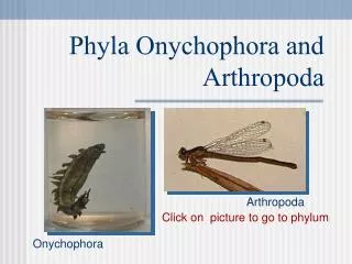 Phyla Onychophora and Arthropoda