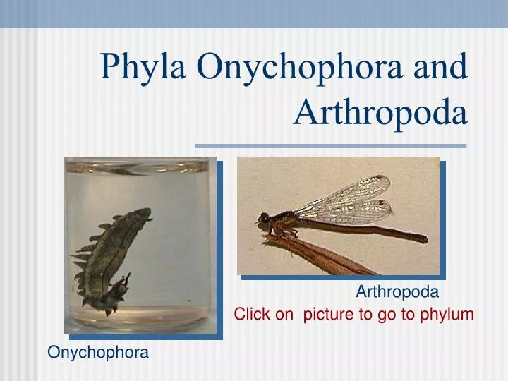 phyla onychophora and arthropoda