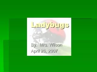 Ladybugs